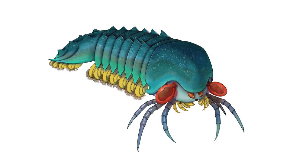 Nightmare Creature Had Egg-Shaped Eyes, Swiss Army Knife Head and a Butt Shield
