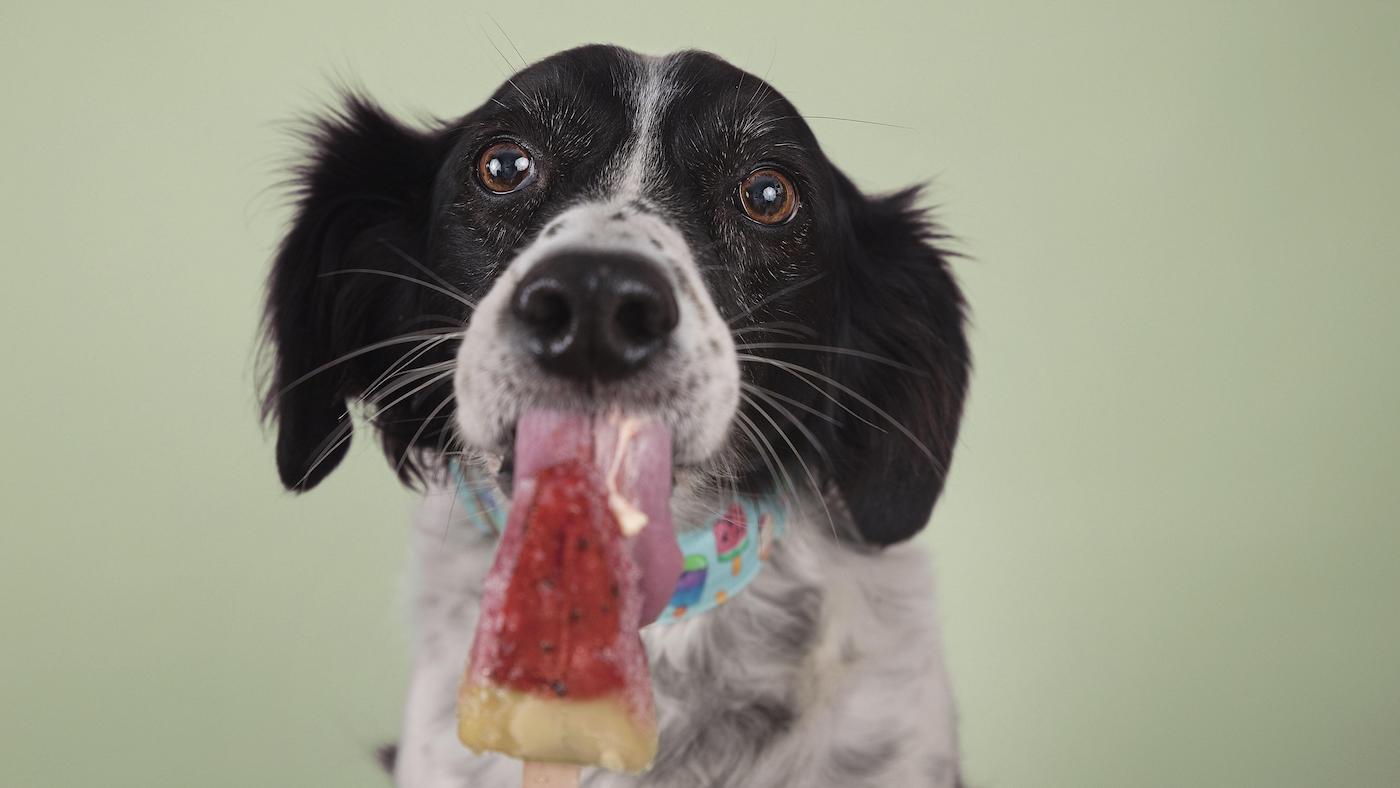 dog eating an ice cream