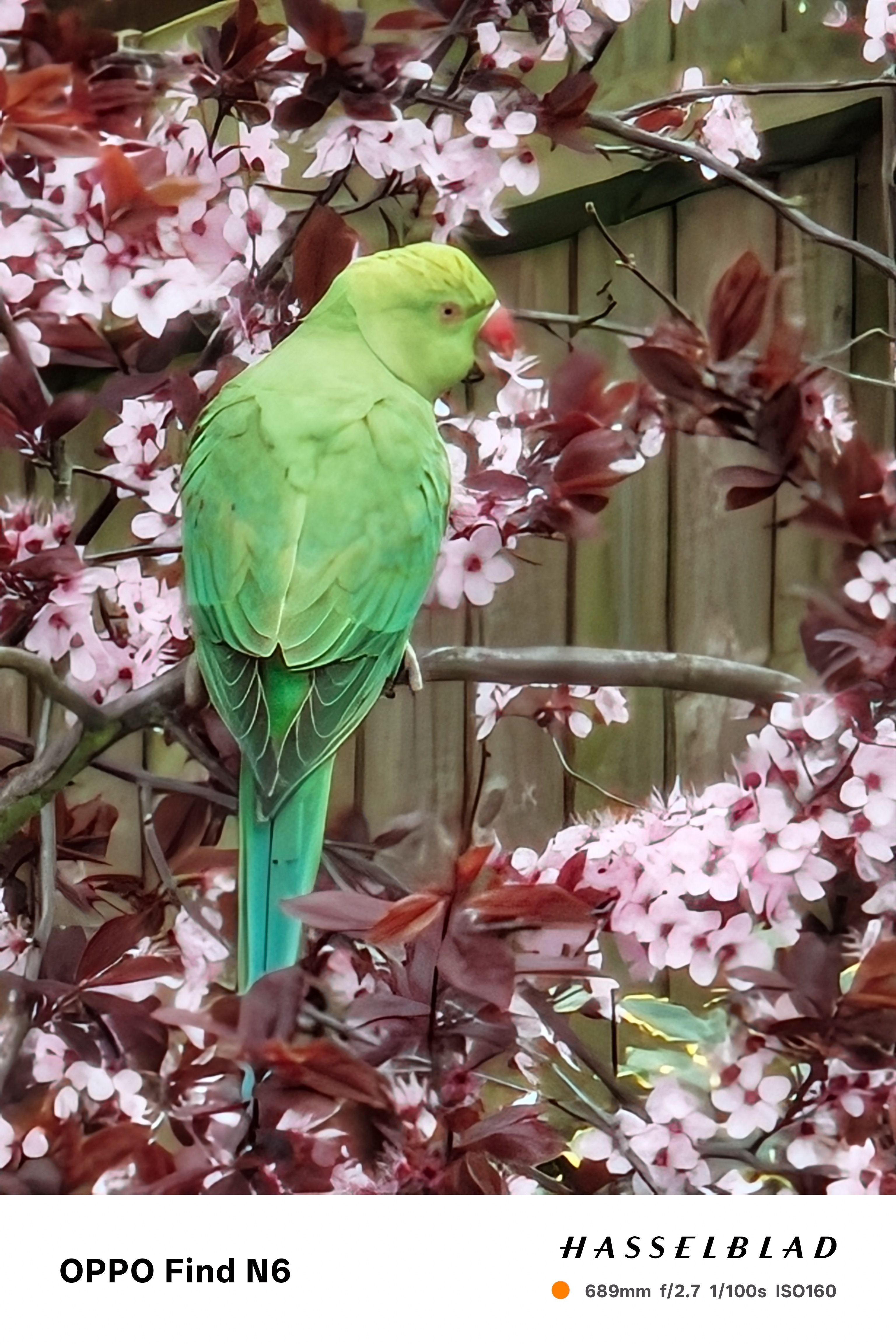 A vibrant telephoto shot of a bright green parakeet perched on a branch. The bird is surrounded by a dense cluster of light pink cherry blossoms and dark reddish-purple leaves, creating a high-contrast natural scene.