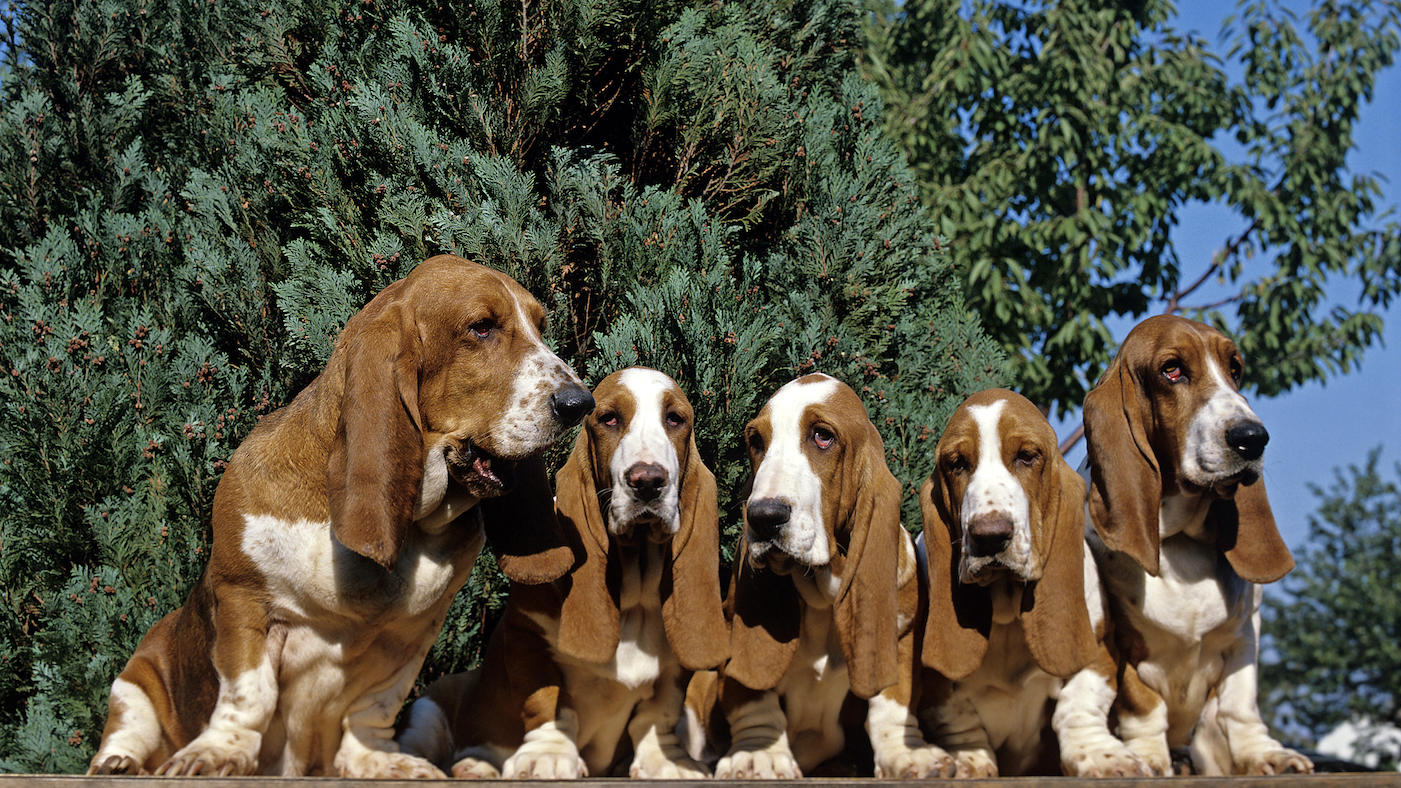 Bassett hound