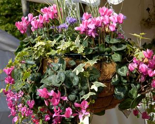 winter hanging basket with cyclamen and ivy