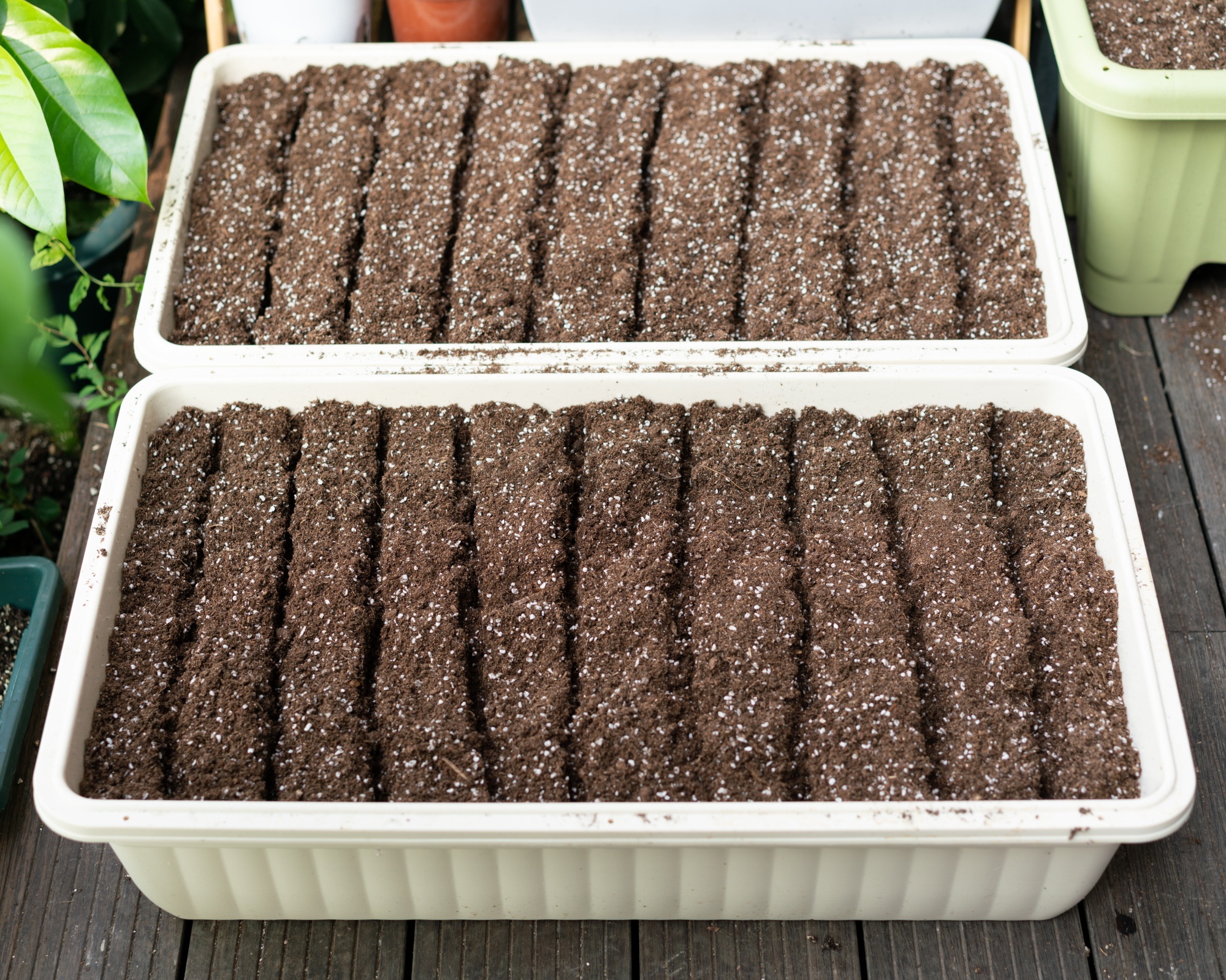 seed starting trays