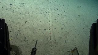 Strange holes on the seafloor appear as a closely aligned, regularly repeating pattern.