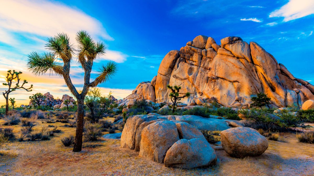 Landscape at Joshua Tree National Park, USA