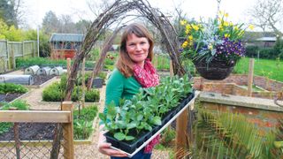 how to grow French beans: hardening off French beans before planting out