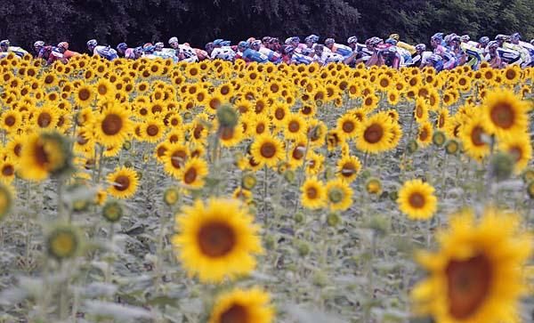 The peloton races past a field of sunflowers.