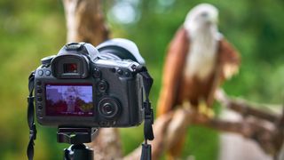 A wildlife photography camera pointing at a resting eagle