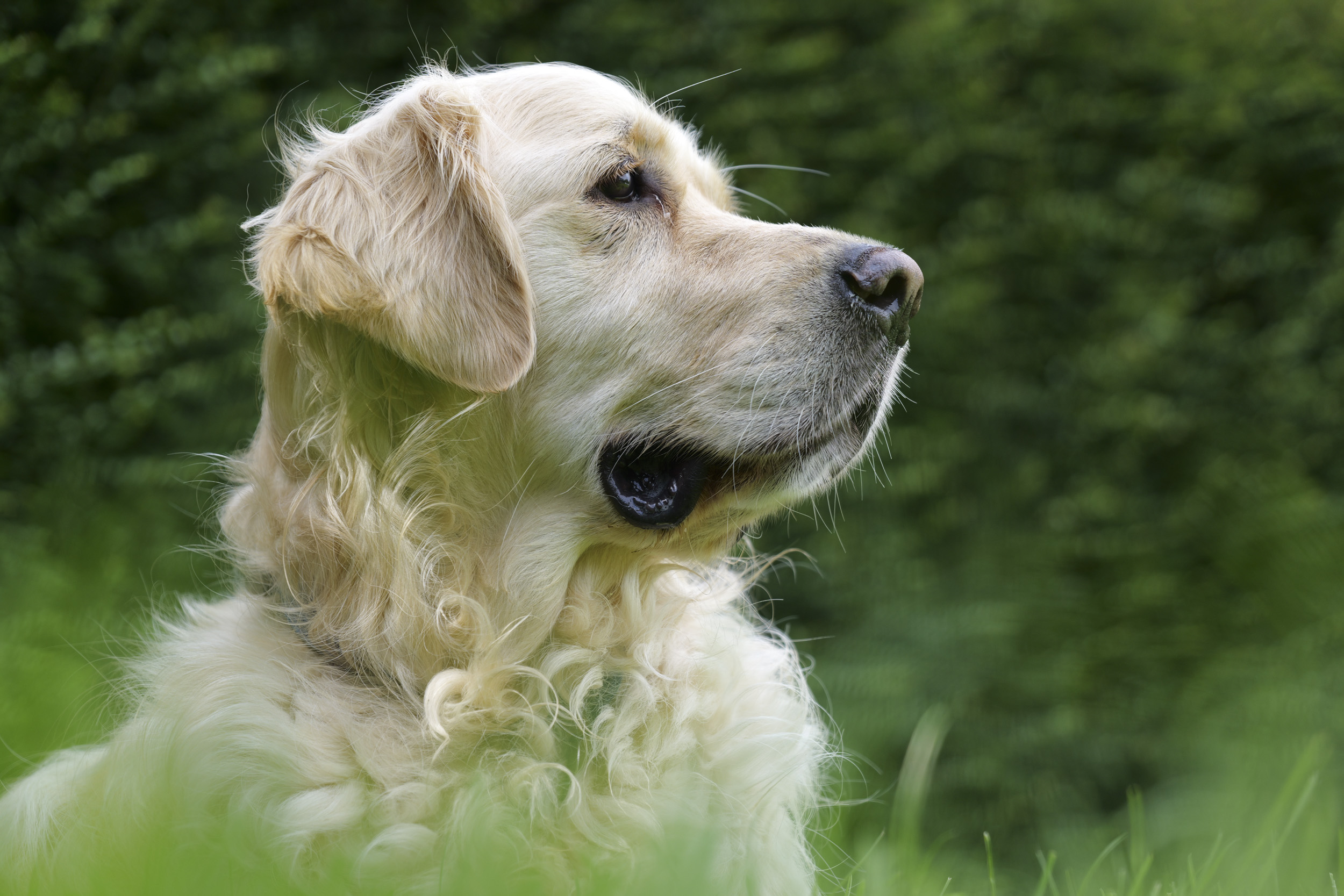 Panasonic Lumix S1 II sample gallery: golden retriever portrait, in bright light