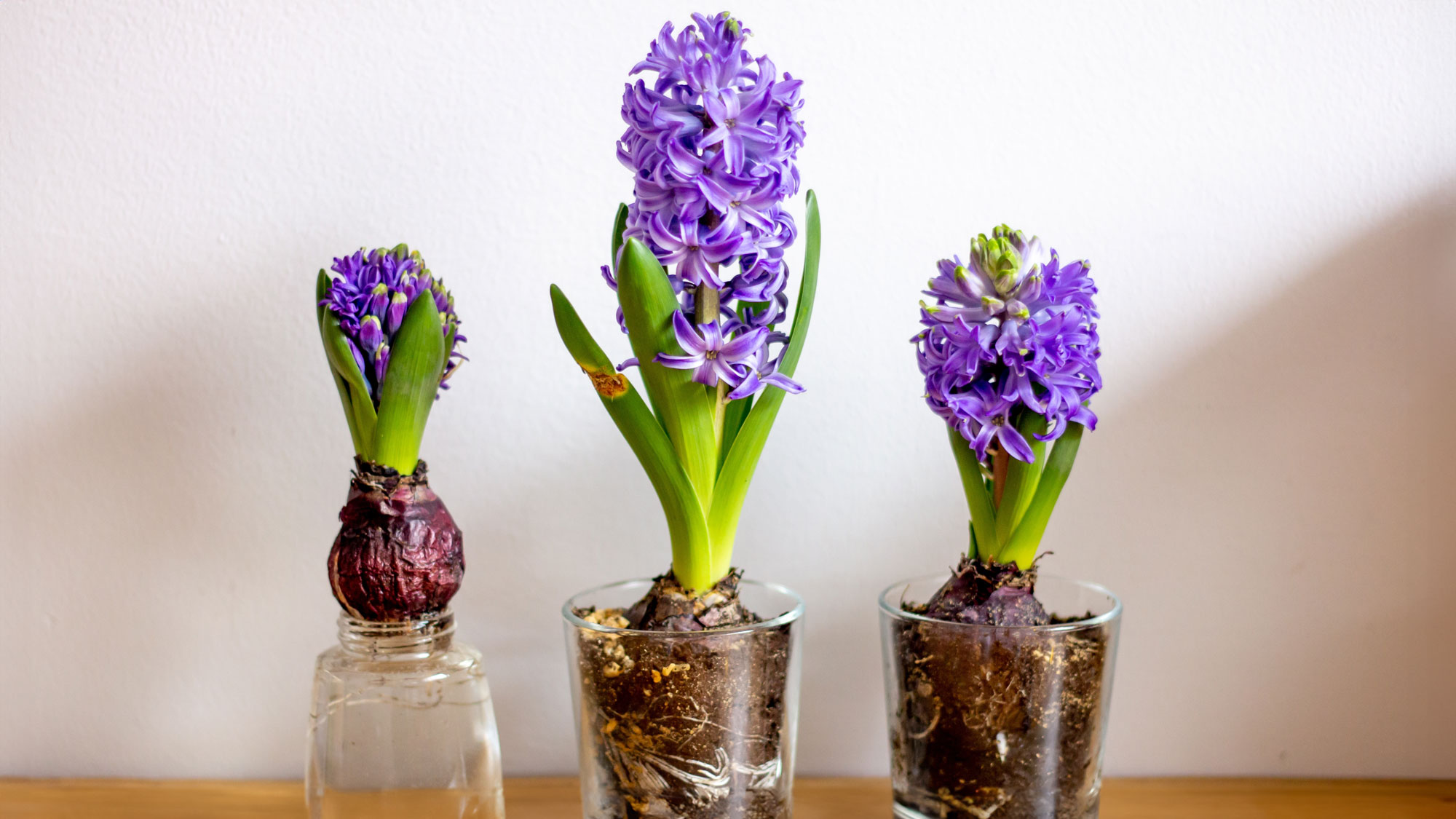 forced hyacinths in jars showing flowers