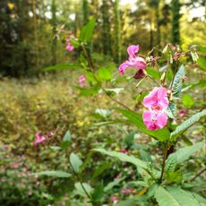 Himalayan balsam flowers in the woods