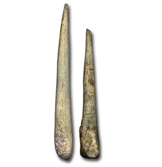 Bone awls, known as poinçons, are not normally present in Neanderthal material culture, but they were found in the Châtelperronian of the Grotte du Renne.