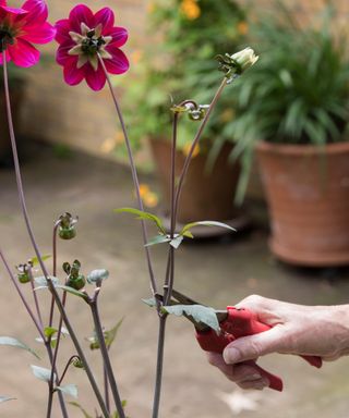 dahlias in a pot being deadheaded with secateurs