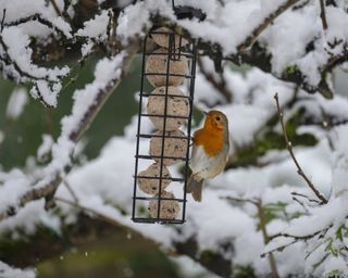 robin on bird feeder in winter garden