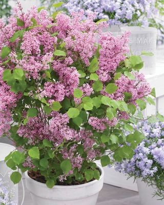 Lilac Dwarf 'Flowerfest Pink'