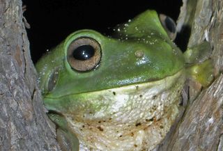 Water droplets can be seen on the heads of cool frogs after twenty minutes in a warm tree hollow.