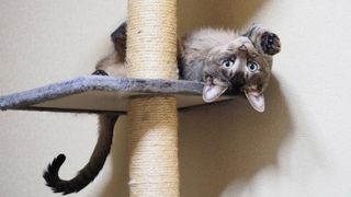 Activities for cat home alone - cat on a climbing tree