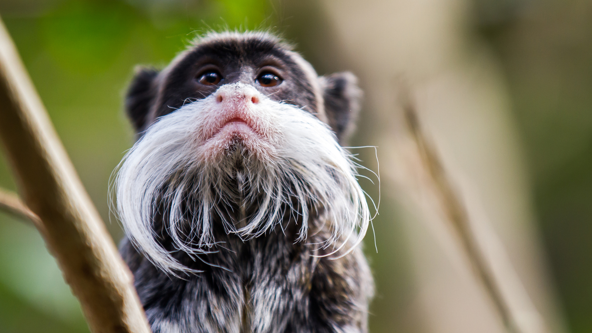 A close up of a tamarin monkey with a big moustache