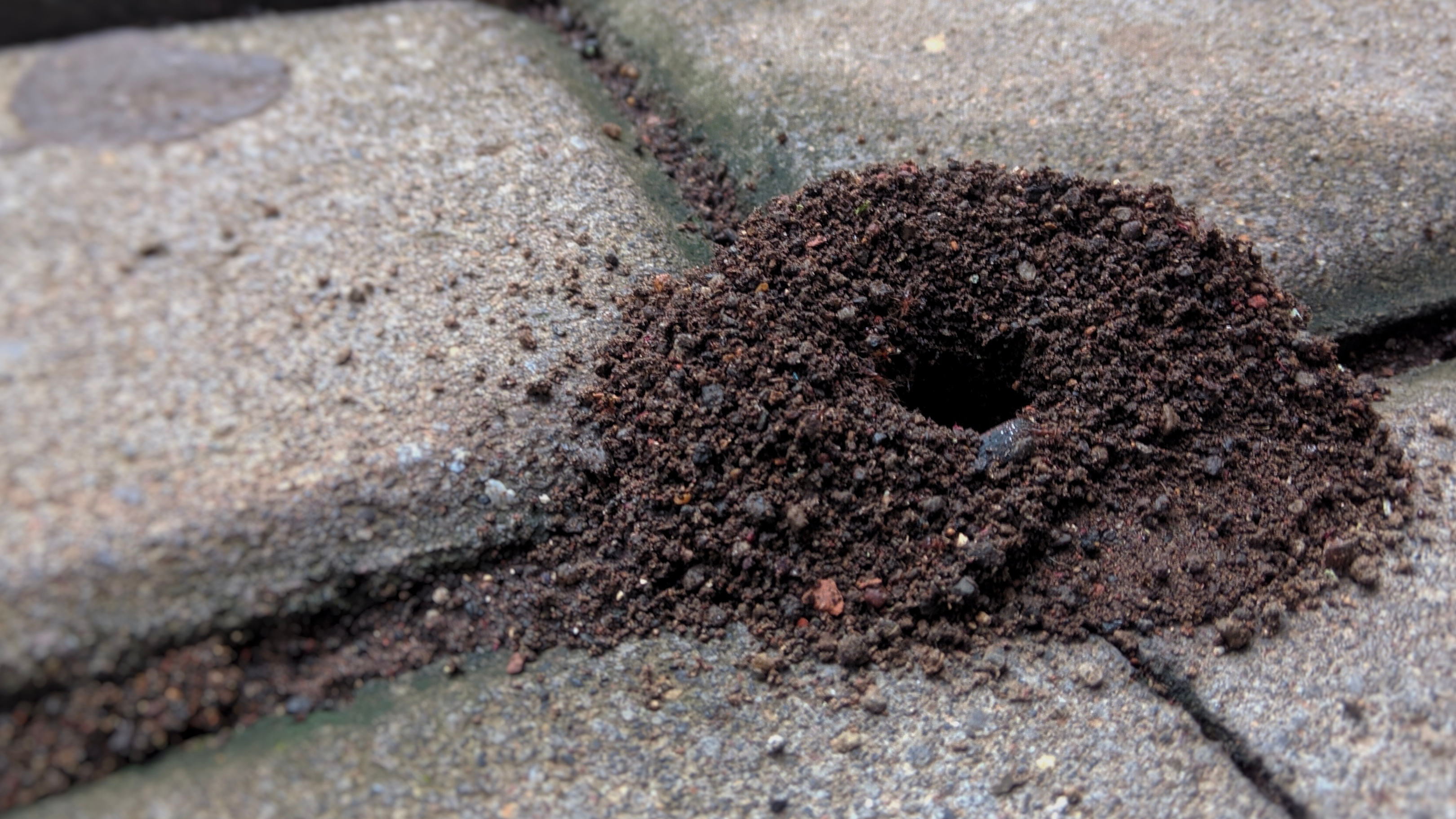 Ant mound outside