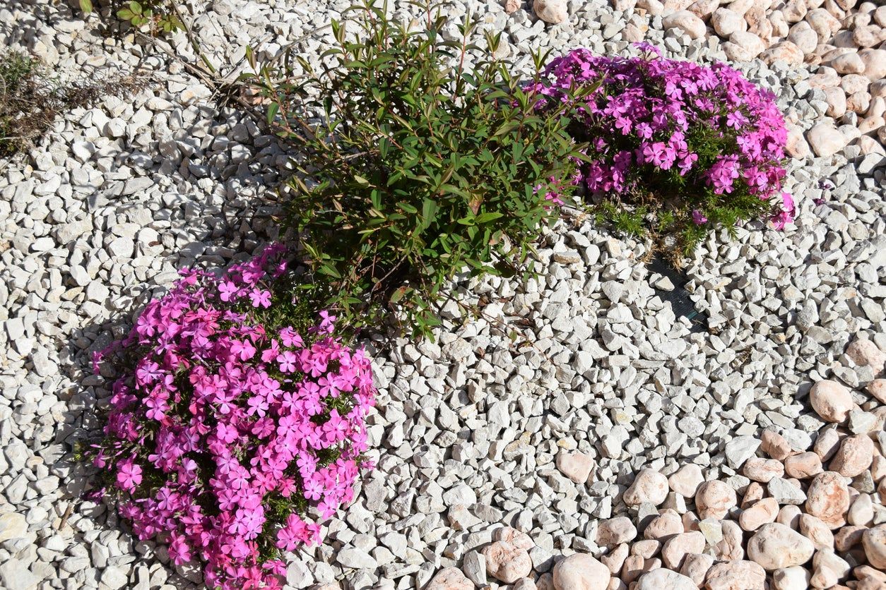 Flowers Planted In Gravel Garden Bed