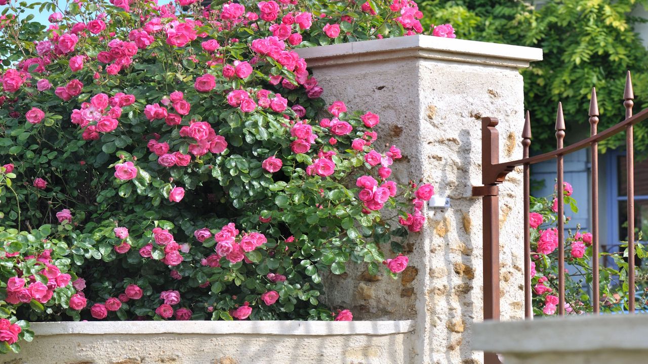 Rose flowering hedge