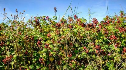 A thick, wild blackberry bush with both ripe and unripe blackberries