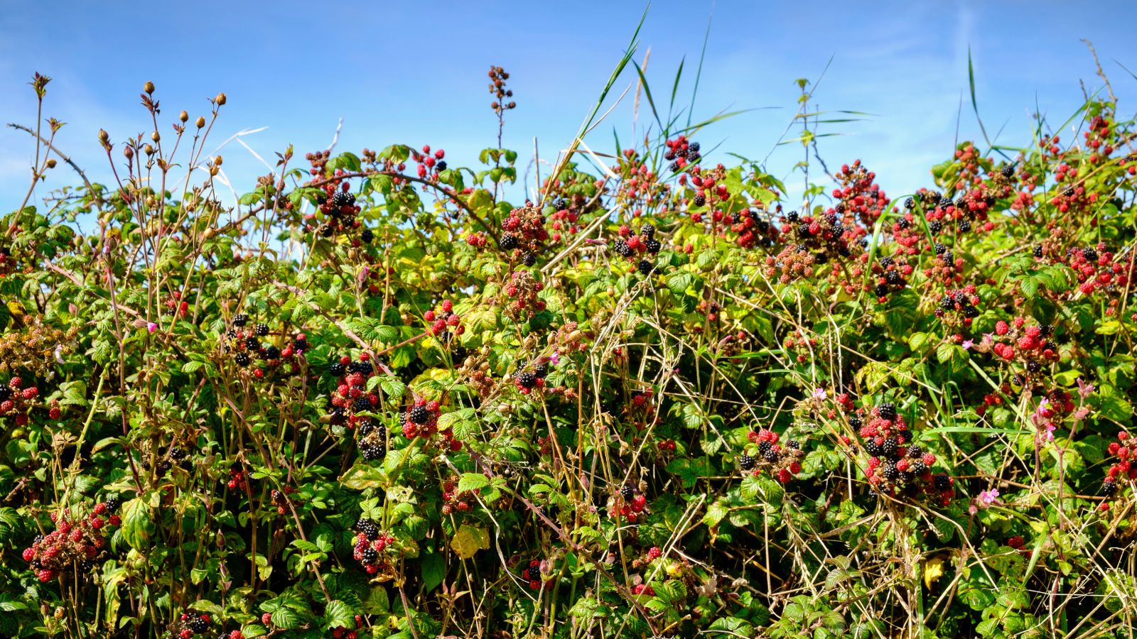 How Far Back Do You Prune Blackberry Bushes