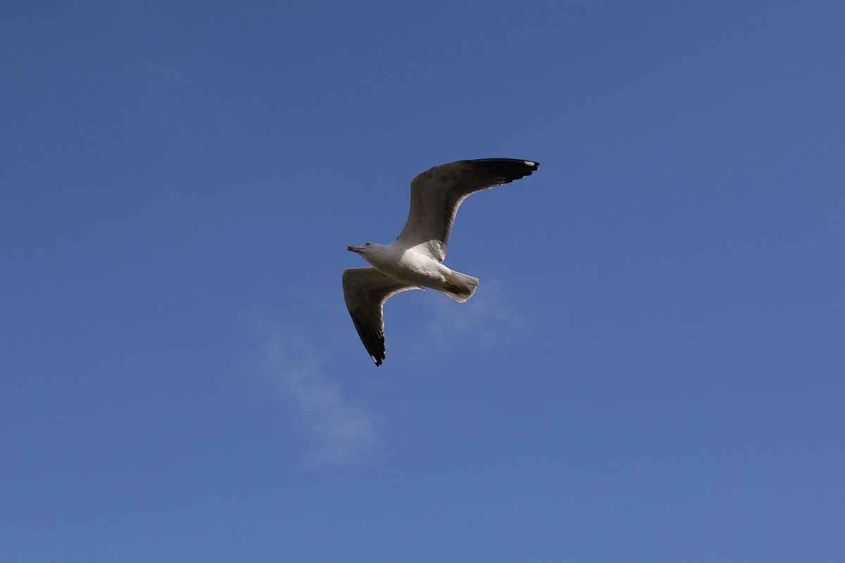 A photo of a seagull, taken on a Sigma BF camera
