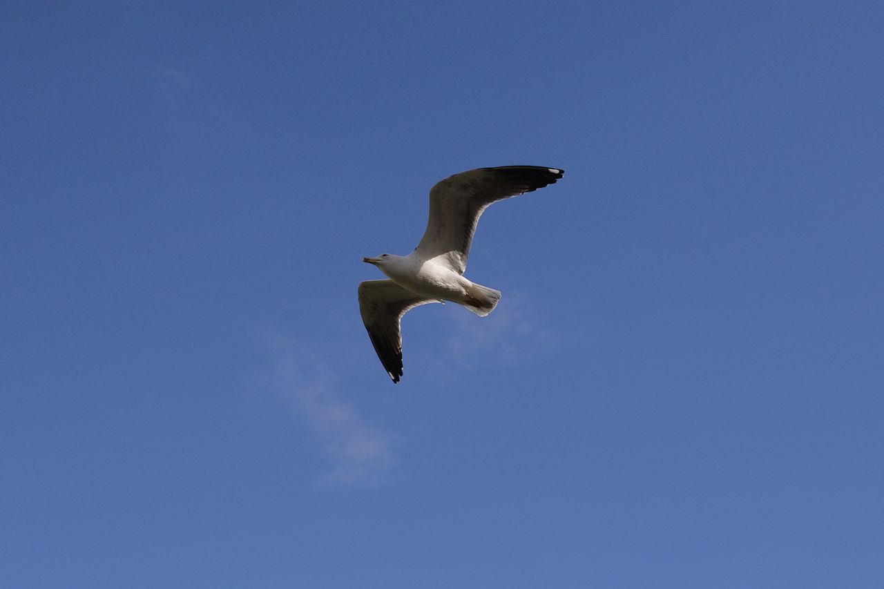 A photo of a seagull, taken on a Sigma BF camera