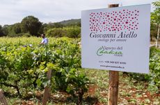 Giovanni Aiello Vigneto del Chakra, Puglia