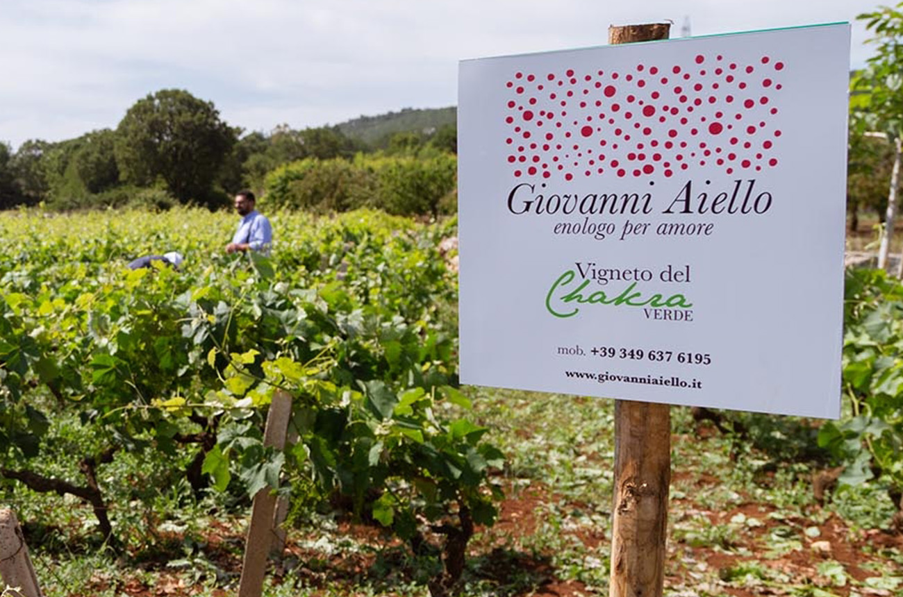 Giovanni Aiello Vigneto del Chakra, Puglia