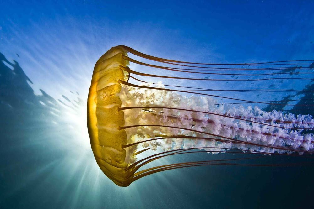 Marine Marvels: Spectacular Photos of Sea Creatures | Live Science