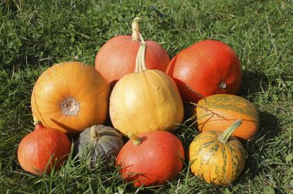 Variety Of Pumpkins On The Lawn