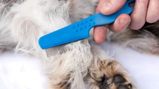 A flea comb combing through pet fur