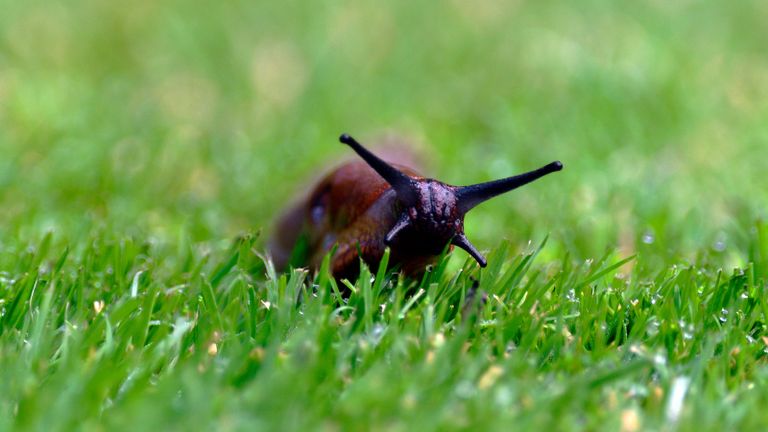 slug in grass