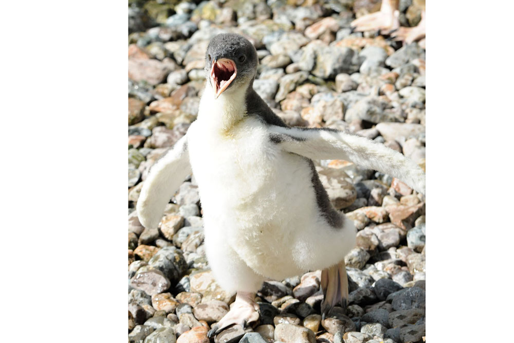 Belfast Zoo is currently home to 40 'holidaying' Edinburgh Zoo penguins, while essential maintenance work is carried out to their pool.