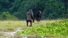 Two adult male chimps of the Rekambo community of the Loango Chimpanzee Project in Gabon checking the area.