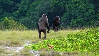 Two adult male chimps of the Rekambo community of the Loango Chimpanzee Project in Gabon checking the area.