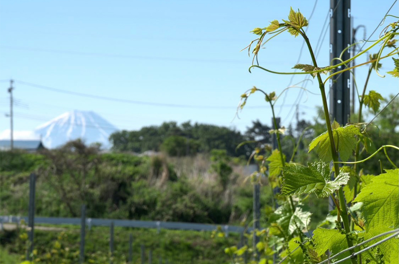 Grace-Misawa-vineyard.jpg