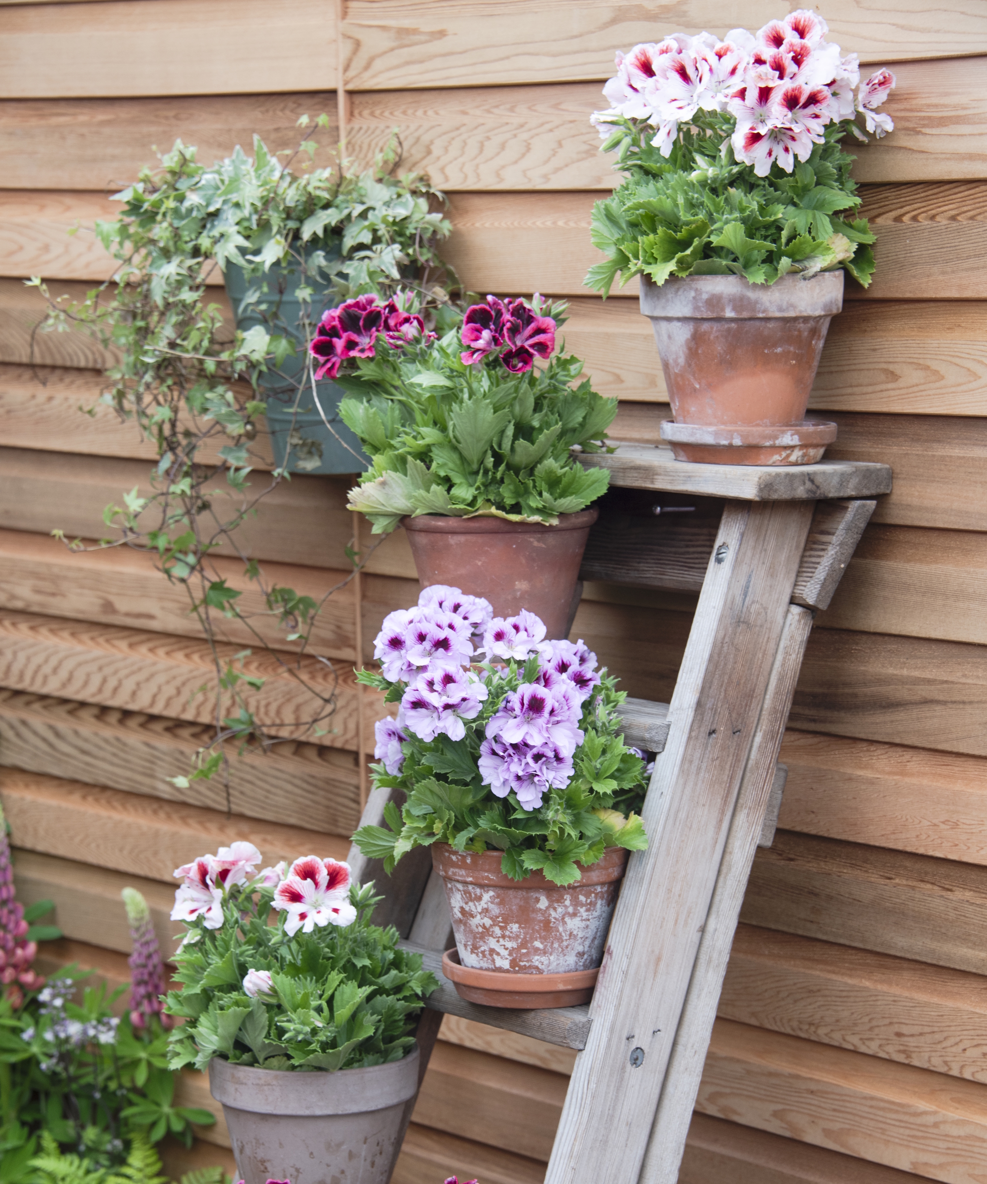 Bright pelargoniums in terracotta pots growing on a wooden ladder against a fence