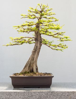 Bald cypress bonsai tree