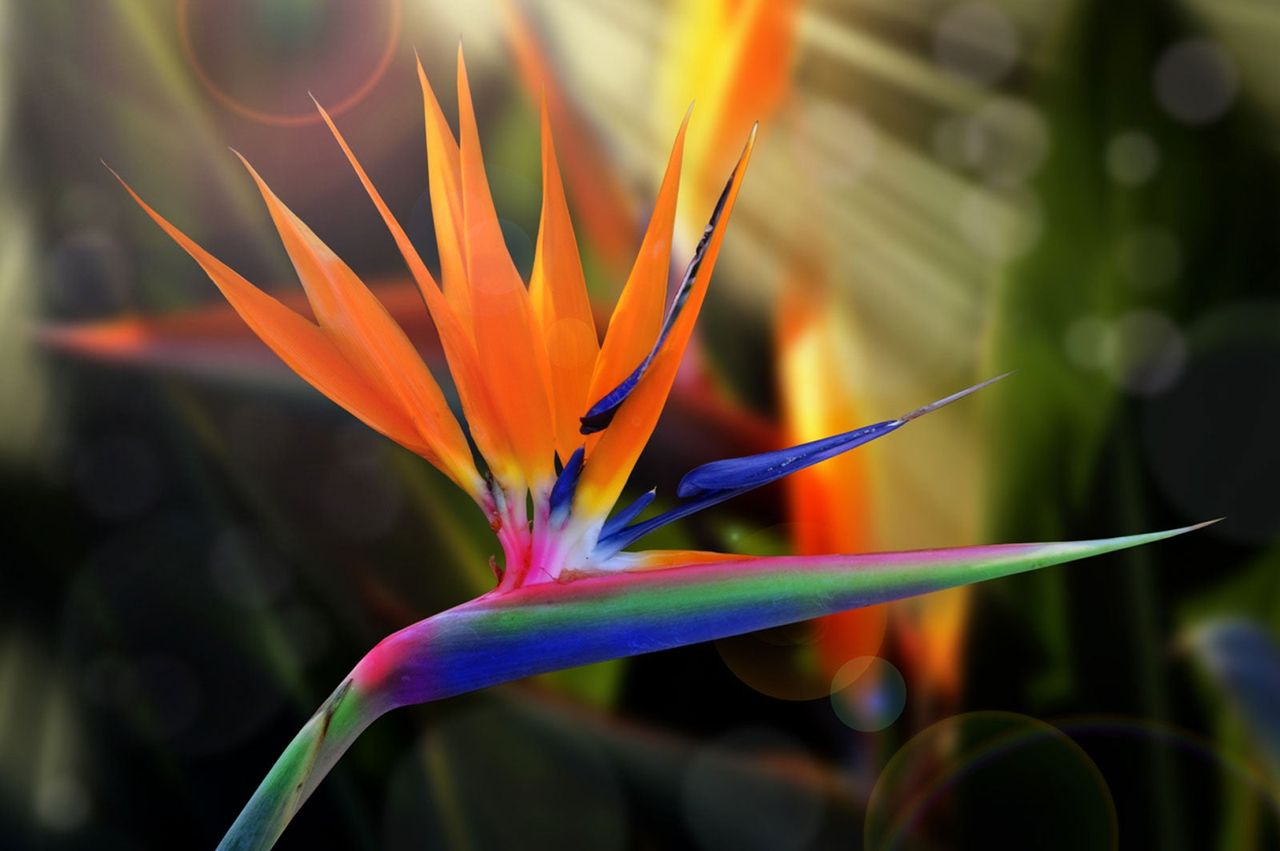 Multicolored Bird Of Paradise Plant