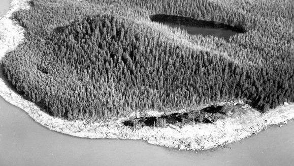 Wave damage on the south shore of Lituya Bay.