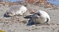 Northern Elephant Seals Molting