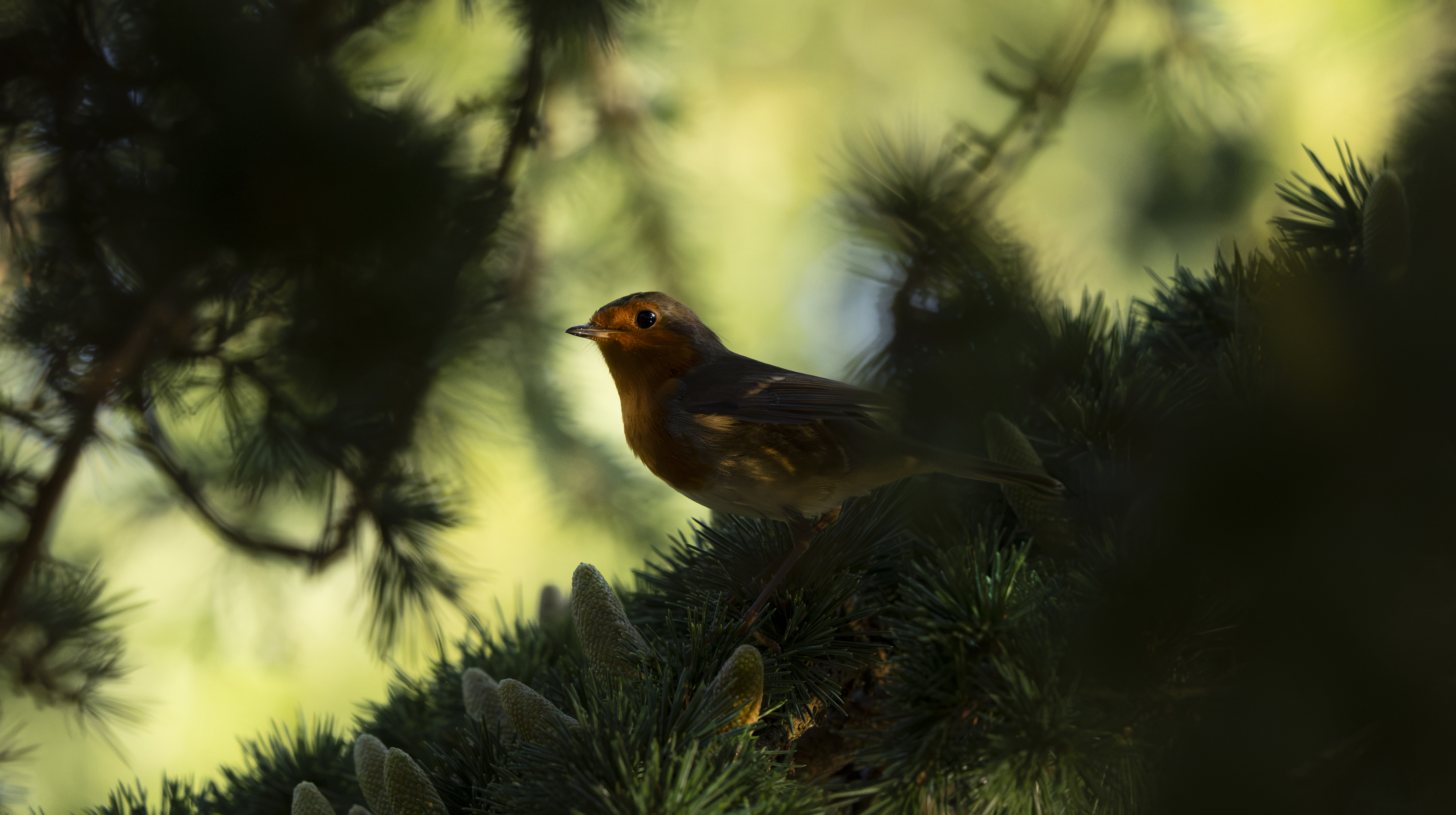 British bird against background of green foliage photographed by Andy Green
