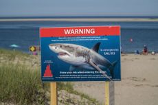 A shark warning sign 