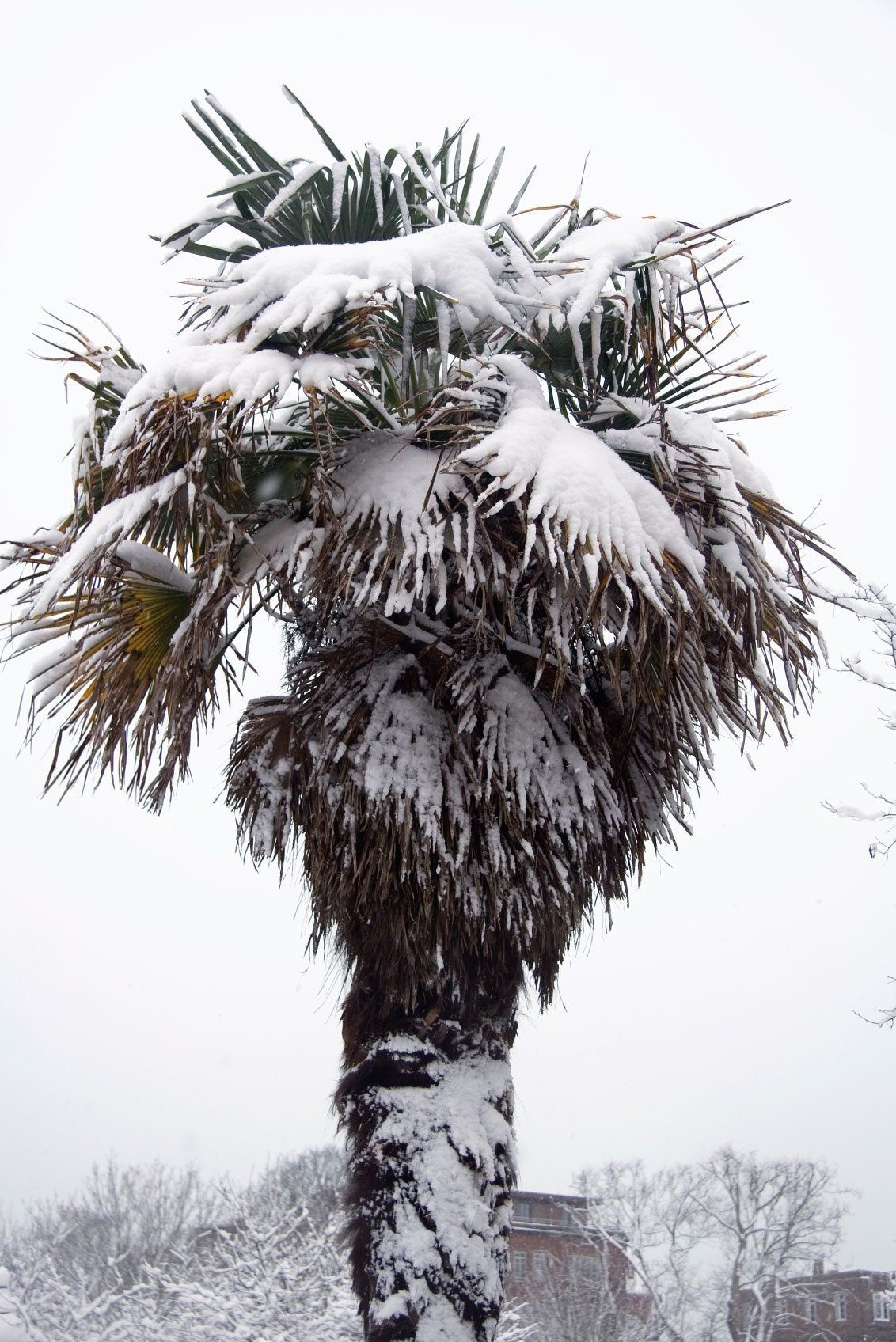 Winter Protection For Palms - How To Wrap Palm Trees For Winter 