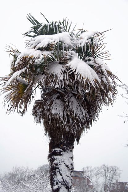 Palm Tree Covered In Snow