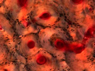 These circular structures are regions of compact bone from a human femur. Compact bone forms a hard outer shell around the spongy bone that makes up the marrow space in the center. This image received an award from the Wellcome Trust, as part of the annua