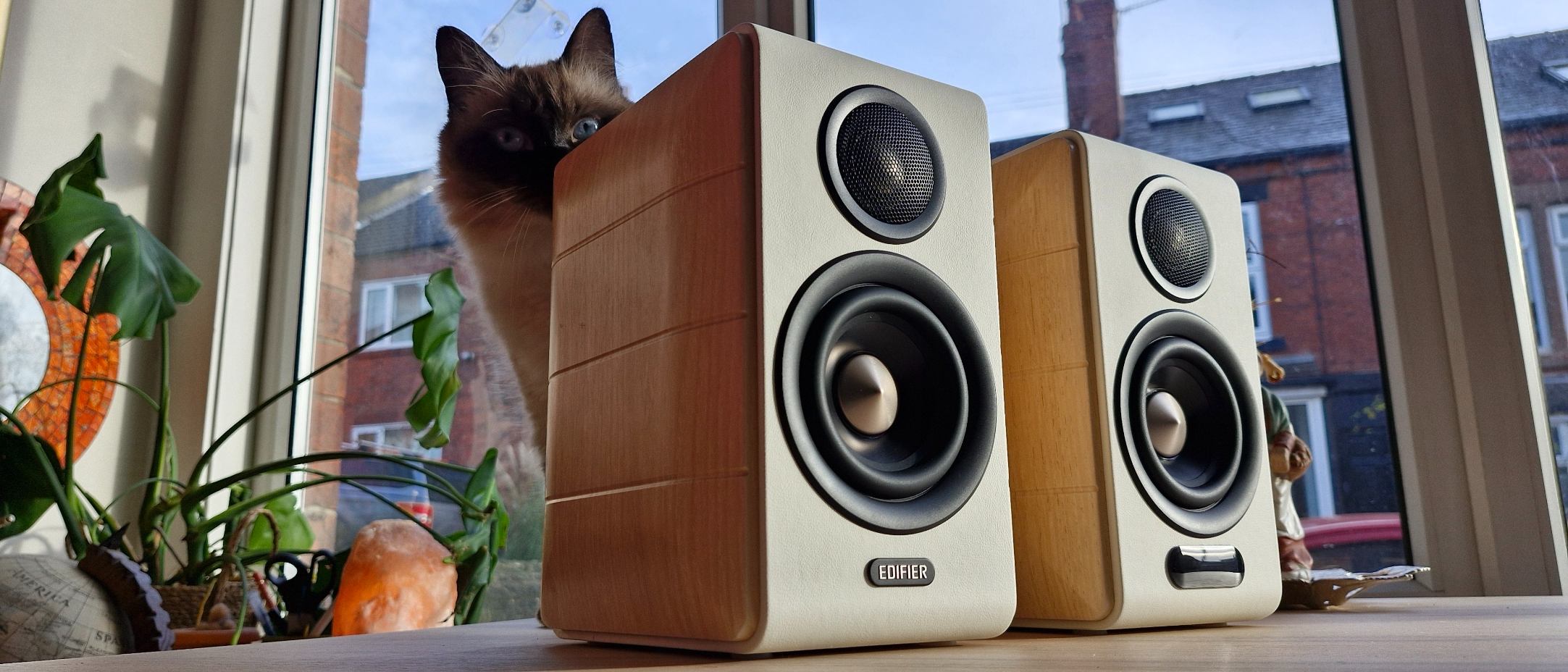 Edifier S880DB MKII active bookshelf speakers on a table in front of a window, overlooked by a beautiful long-haired cat