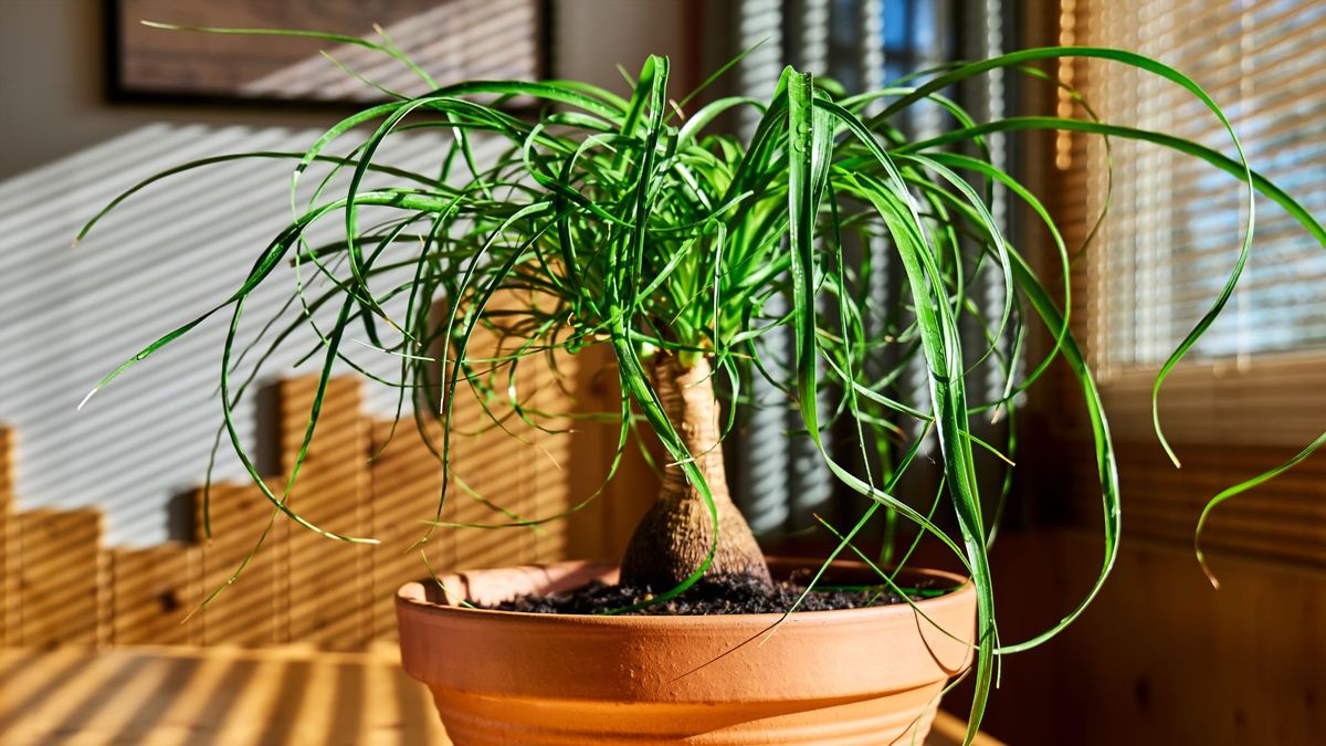 Comment prendre soin des plants de palmiers à queue de cheval 